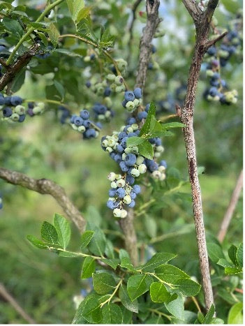 Blueberries - FLAT