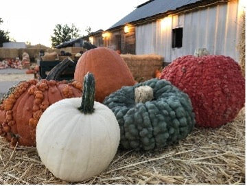 Heirloom Pumpkins