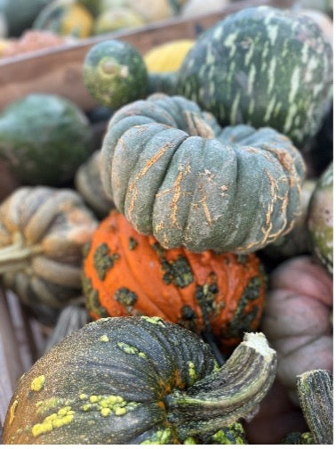 Heirloom Pumpkins