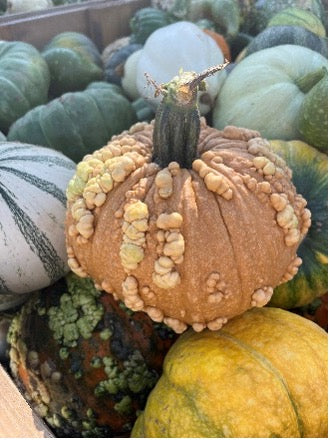 Heirloom Pumpkins