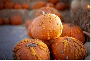 Heirloom Pumpkins